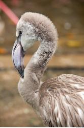 Gray Flamingo